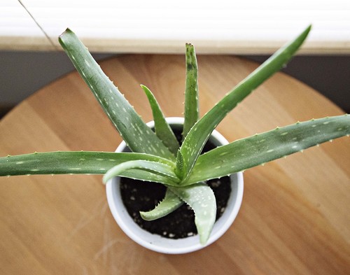 7 Aloe Vera Face Masks To Solve All Your Skin Problems!