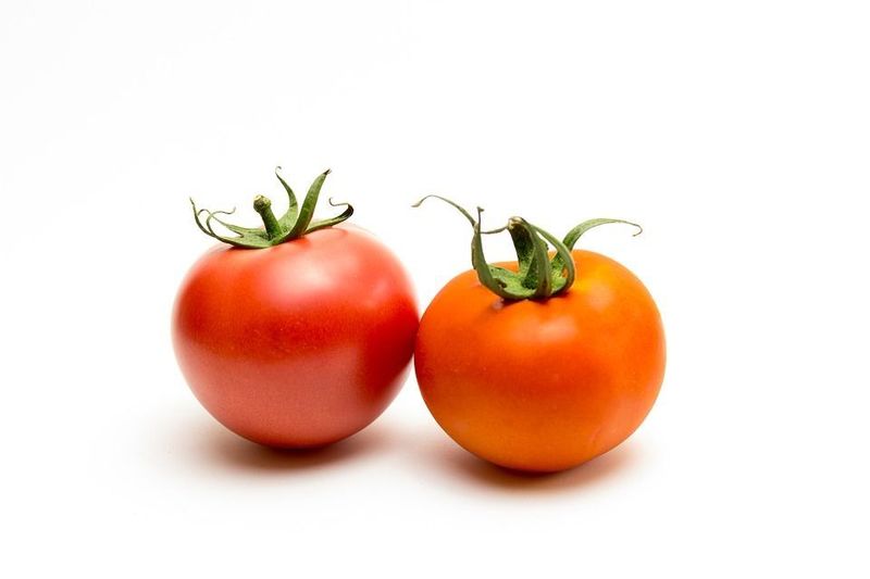 tomato-1620465_960_720