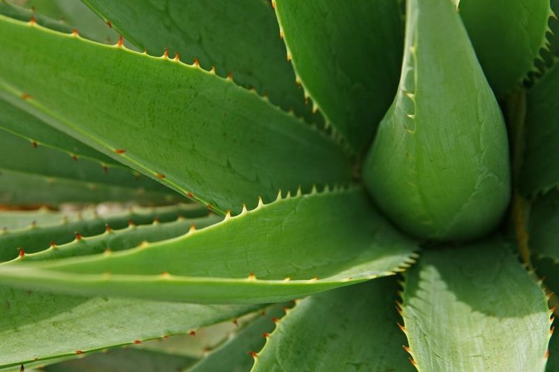 Plant-Herbal-Nature-Cactus-Leaves-Aloe-Leaf-1860283