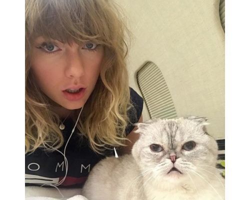 Taylor Swift Cat