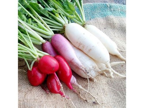 Radish