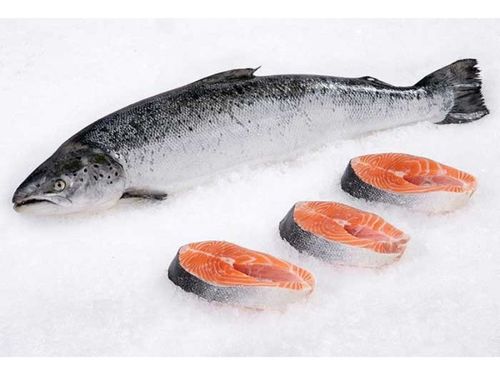 Salmon fish