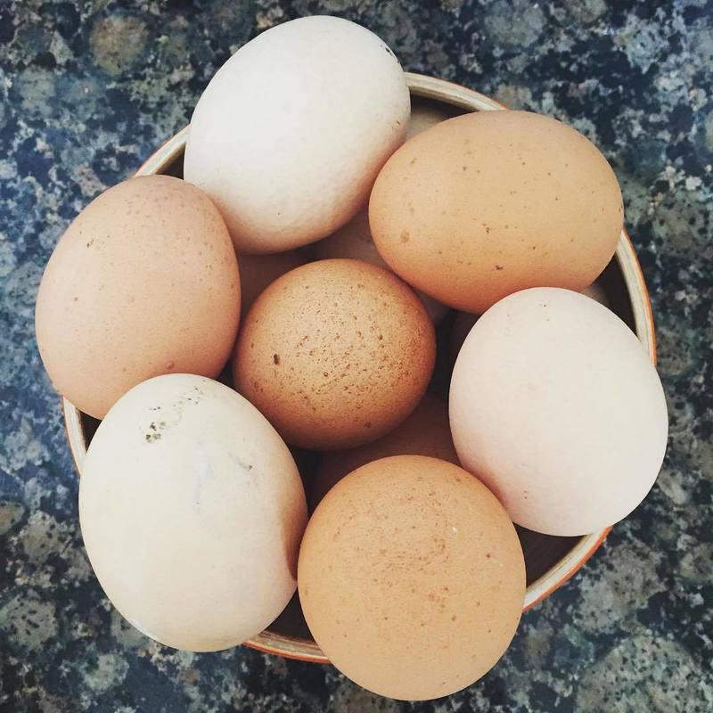 https://www.instagram.com/p/BZCN158AYak/?tagged=eggs