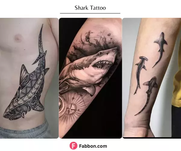 shark