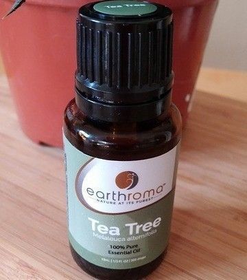 Tea-tree-oil