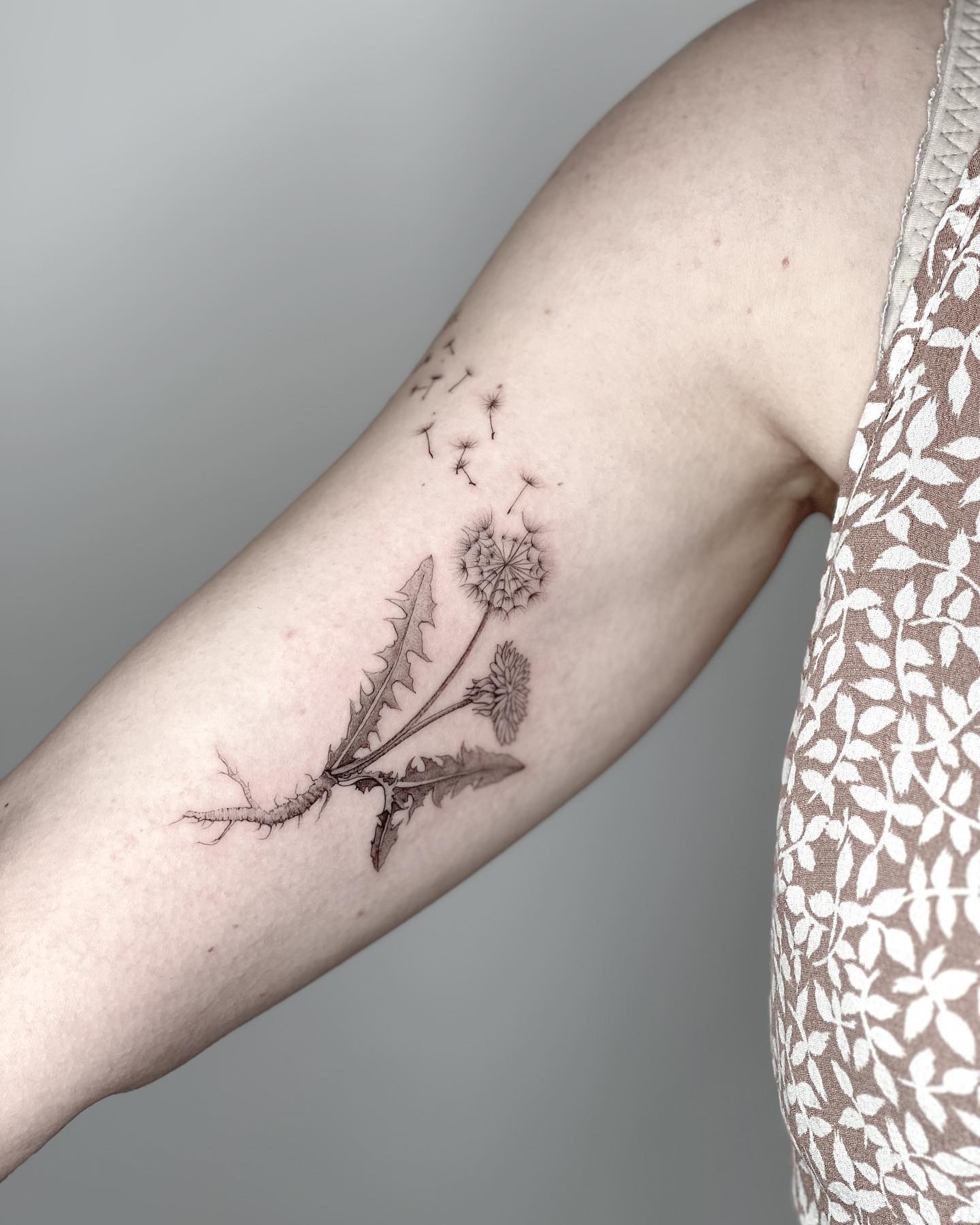 dandelion-with-roots-and-leaves