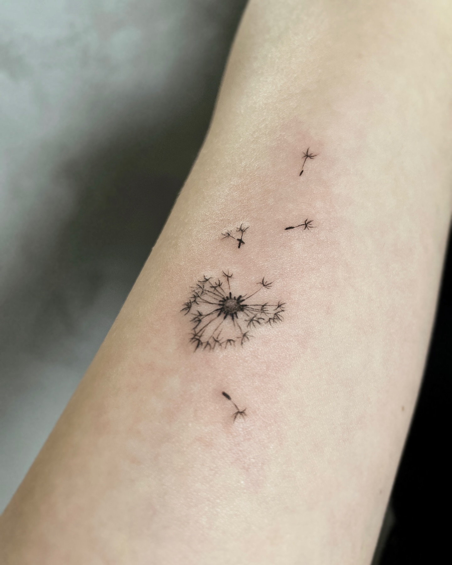 dandelion-seens-fluttering