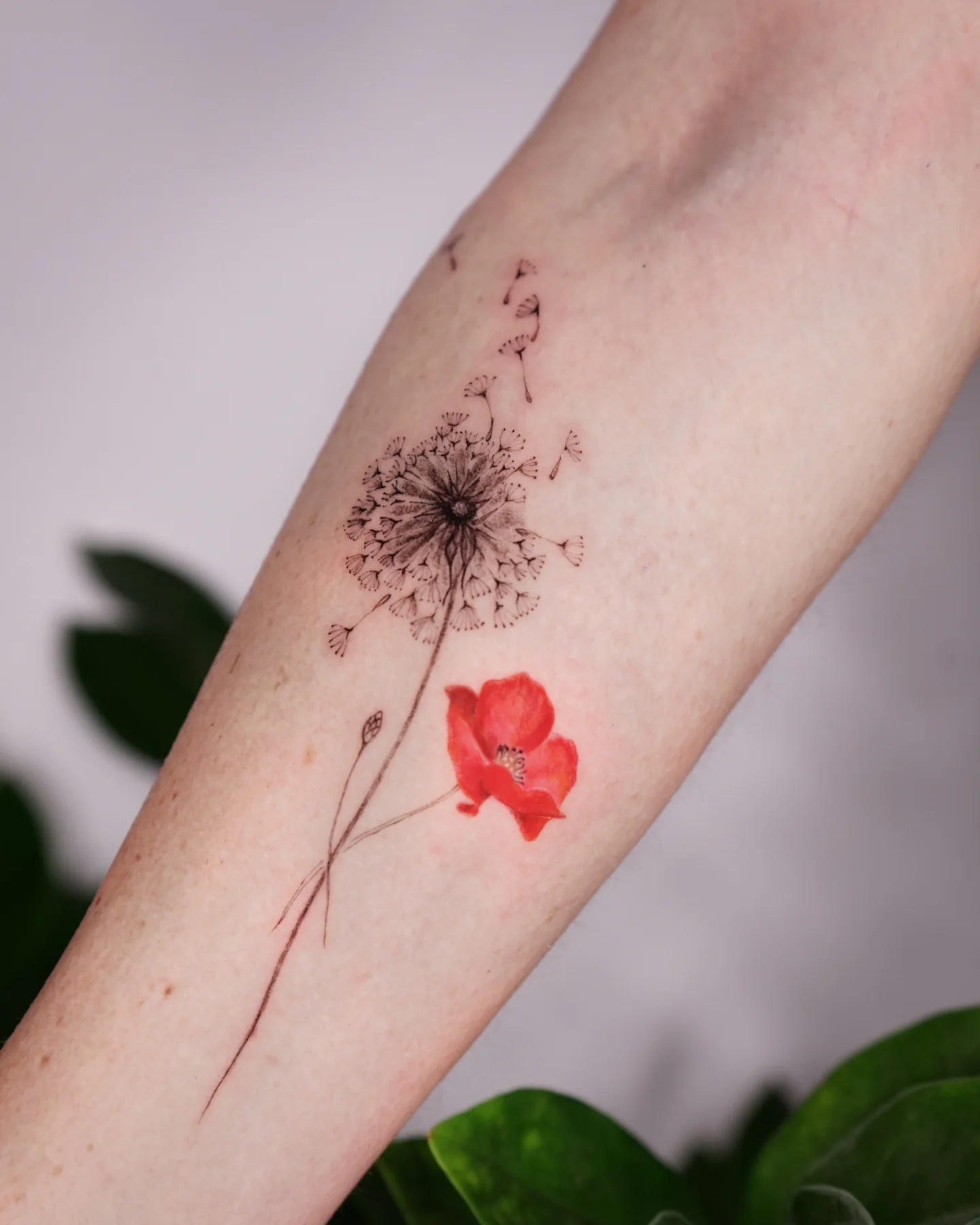 dandelion-with-poppy